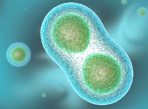 Finishing touches: post-translational modification of protein factors involved in mammalian pre-mRNA 3′ end formation